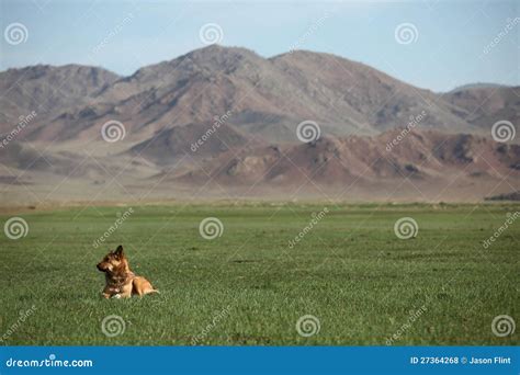 Mongolian Dog stock photo. Image of grassland, plain - 27364268