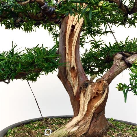 Herons Bonsai — Japanese Yew Bonsai Tree | Herons Bonsai For Sale...