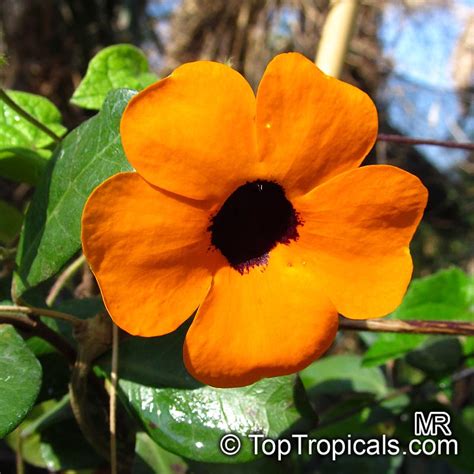 Thunbergia alata, Black - eyed Susan