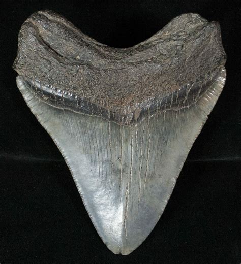 3.99" Fossil Megalodon Tooth For Sale (#13375) - FossilEra.com