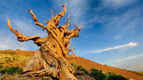 Methuselah tree – Can You Find the Oldest Tree on Earth ...