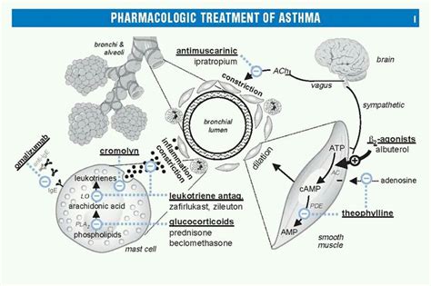 salbutamol mechanism of action - Jennifer Rutherford