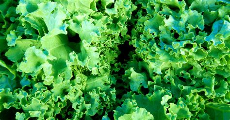 Growing and Preparing Loose Leaf Lettuce | UNL Food