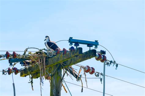 190+ Birds Nest In Telegraph Pole Stock Photos, Pictures & Royalty-Free Images - iStock