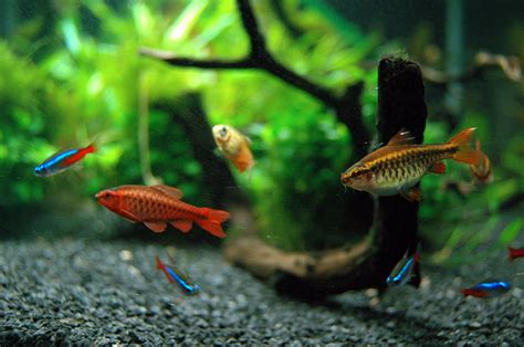 Good First Fish for Your Home Aquarium