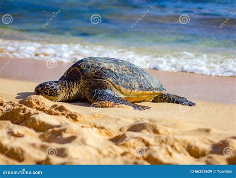 Sea turtle on Kauai beach stock image. Image of endangered - 66338639