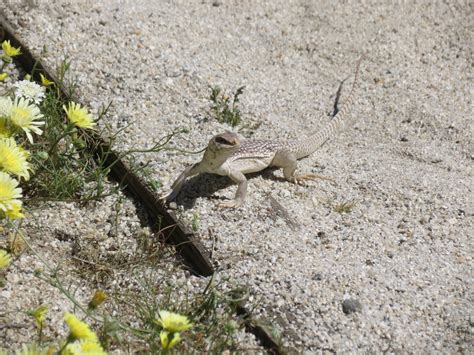 Desert Wildflowers Day Trip - Borrego Springs, CA - Postcards & Passports