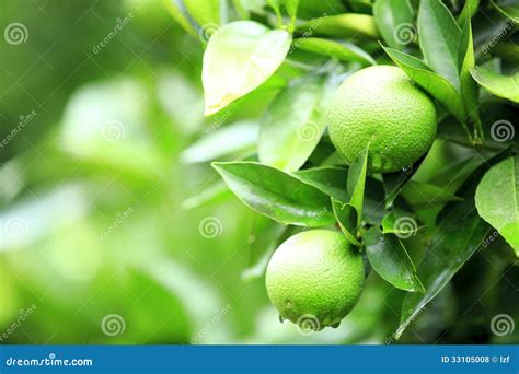 Green orange fruit stock photo. Image of tropical, health - 33105008