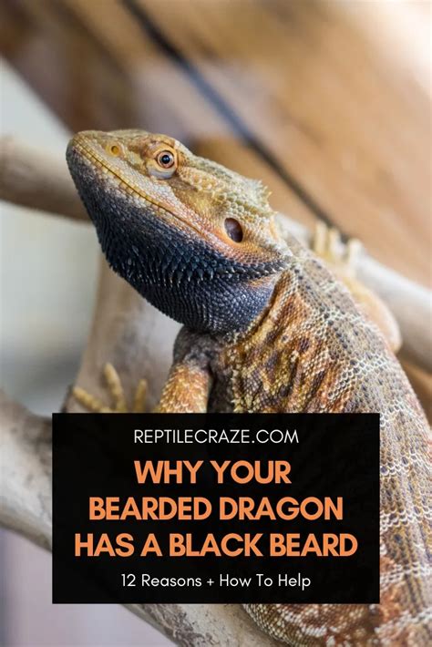 12 Reasons Why Your Bearded Dragon Has A Black Beard - Reptile Craze