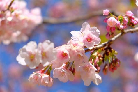 Cherry Blossoms In Nagano - SNOW MONKEY RESORTS