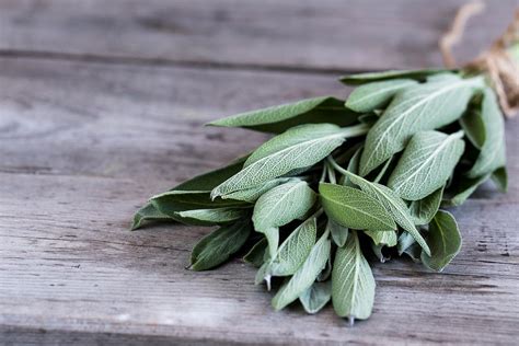 Sage: an herb with important properties!