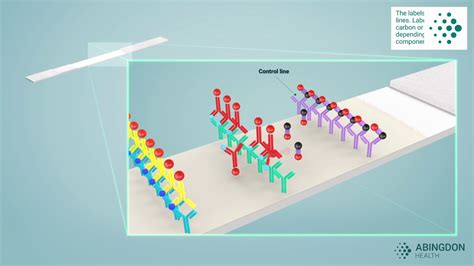 See how a lateral flow immunoassay works | immunoassay คือ | เว็บนี้ให้ข่าวสารล่าสุดทุกวัน - CASTU