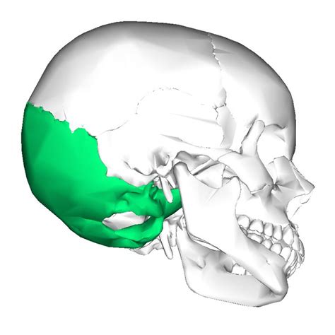 Occipital bone: posterior part of the cranial skull . Major features ...