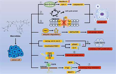 Frontiers | Repositioning of Antiparasitic Drugs for Tumor Treatment