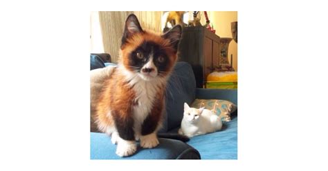 This Cat/Fox/Panda Hybrid | Cats on The Internet | POPSUGAR Australia Tech Photo 6