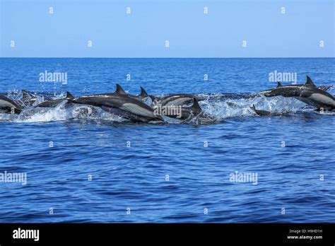 Group of Dolphins jumping Stock Photo - Alamy