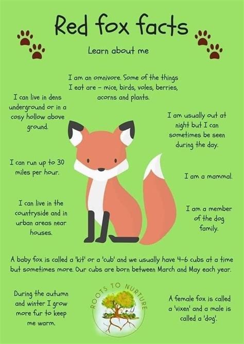 Types of Foxes: Fun Facts and Information