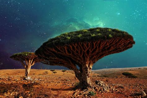 The Amazing World: Dracaena Cinnabari (Dragon Blood Tree), Island of Socotra, Yemen