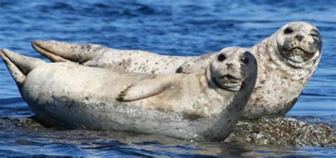 World-Class Wildlife in the Pacific Northwest | Island Adventures