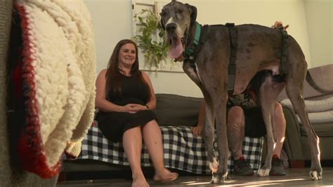 Zeus, Guinness World Records tallest dog in the world to undergo leg amputation | wfaa.com