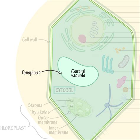 General Biology Glossary: Central Vacuole | Draw It to Know It