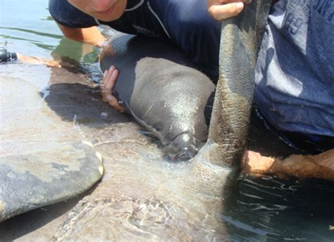 Baby manatee has been rescued and was transferred to Dolphin Discovery ...