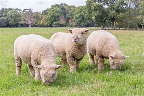 Southdown sheep - Native Breed.org