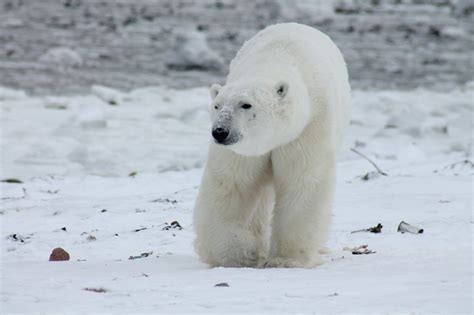 Watch The Polar Bear Migration LIVE!