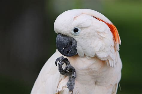 Cockatoos - Traits and Characteristics - Everything Birds Online