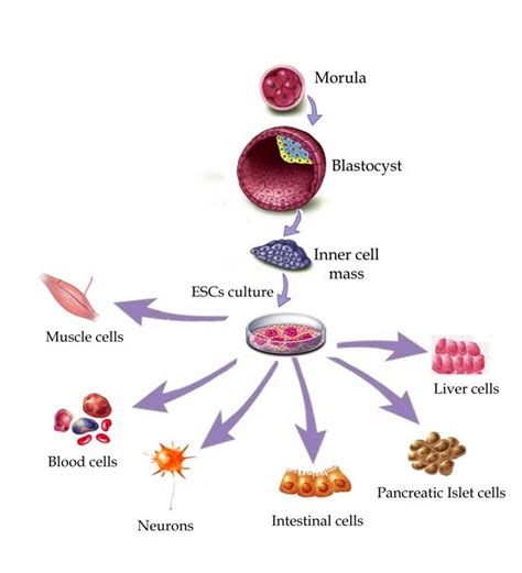 types-of-stem-cells-stem-cell-therapy-hyderabad-preventive-and ...