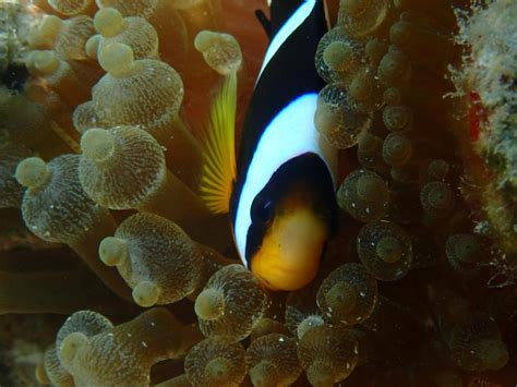 Finding ‘Nemo’s’ family tree of anemones | BIOENGINEER.ORG