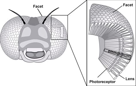 Flies evade your swatting thanks to sophisticated vision and neural shortcuts | FIU News ...