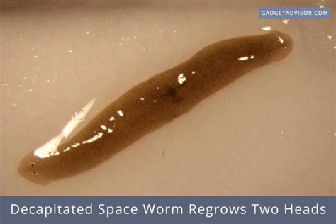 Decapitated Space Worm Regrows Two Heads - Gadget Advisor