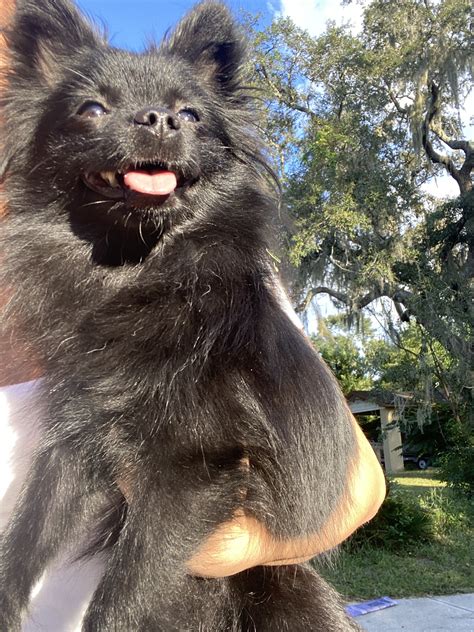 Reunited Female Dog (Black, Pomeranian/Chihuahua) | Winter Park Lost Pets