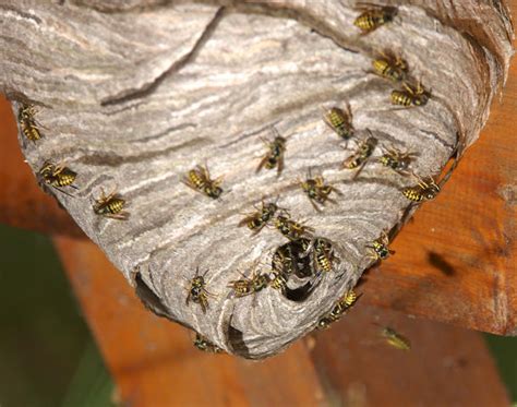 Assassin Exterminating & Pest Control " Always Hire A Professional": Wasp Control Wasp and ...