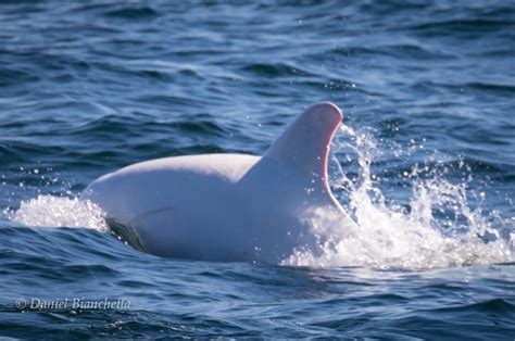 Rare albino dolphin spotted in Monterey Bay