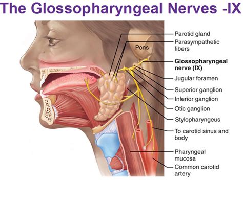 Glossopharyngeal nerve : origin , course , & applied anatomy