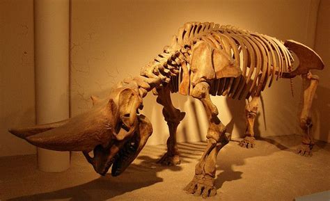 Arsinoitherium - Natural History Museum | Dinosaur fossils, Palaeontology, Prehistoric