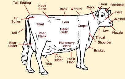 Cow Anatomy - Diagrams Of The Anatomy Of Cows & Calves | Vet medicine ...