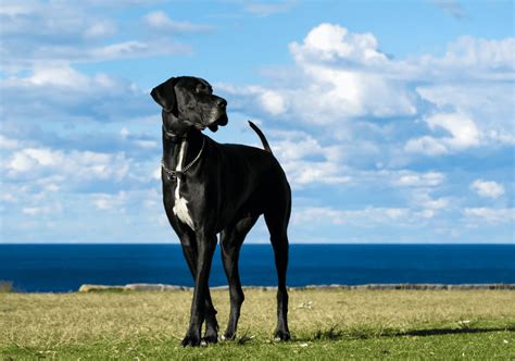 Great Dane - Breed Guide & Top Facts - Animal Corner