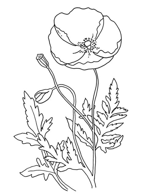 Printable Poppy Flower coloring page - Download, Print or Color Online for Free