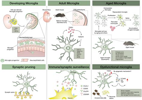 Frontiers | Aged Microglia in Neurodegenerative Diseases: Microglia ...