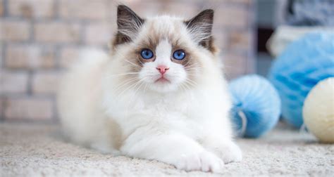 Certified Ragdoll Breeders | geoscience.org.sa