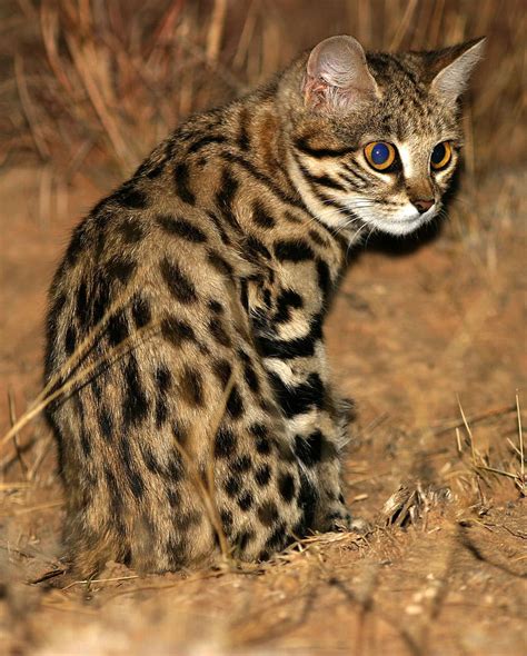 Black-footed Cat | Great Cats World Park