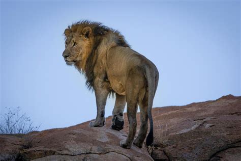 Lion Debout Sur Une Colline · Photo gratuite