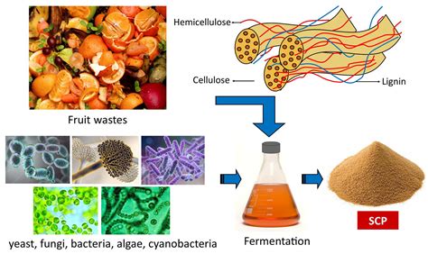 Separations | Free Full-Text | Single Cell Protein Production Using Different Fruit Waste: A Review