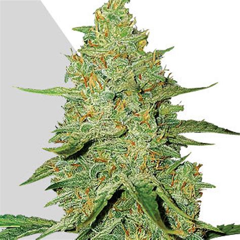 Auto Acapulco Gold Strain - SeedFare Find the Perfect Seed at the Right ...