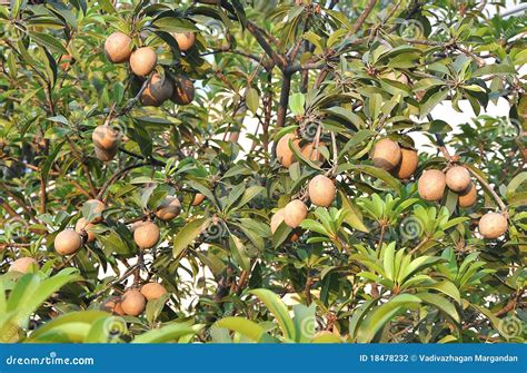 Tropische Früchte - Chiku Baum Stockfoto - Bild von frisch, zweig: 18478232