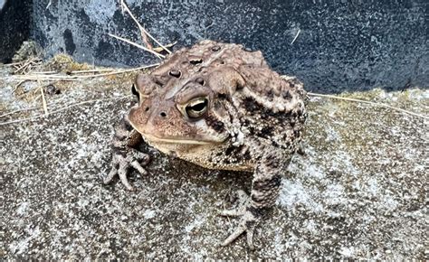 American Toad: A Hidden Gem of North American Wildlife