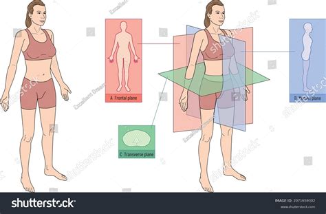 Anatomical Planes Body Anatomical Planes Sections Stock Vector (Royalty Free) 2071659302 ...